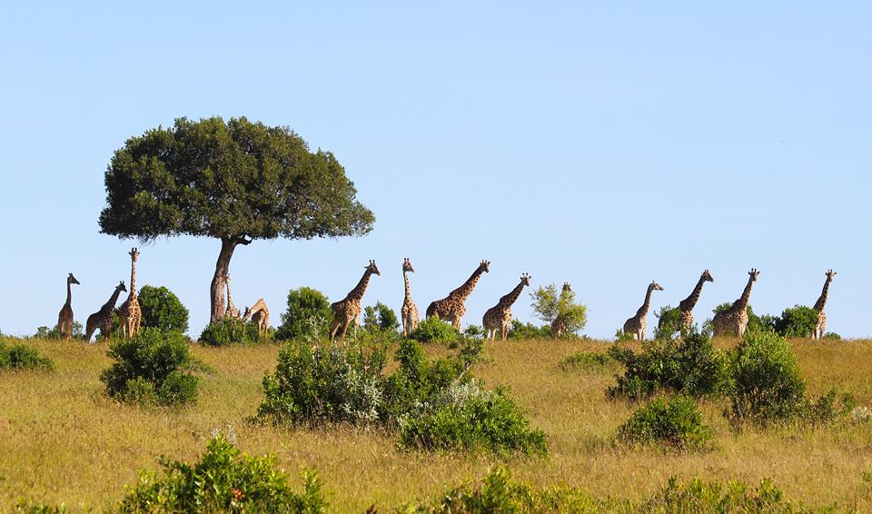 Masai Mara Safari Packages