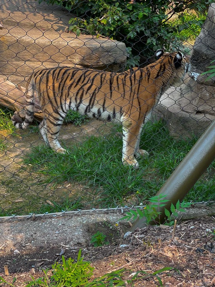 bujumbura-zoo