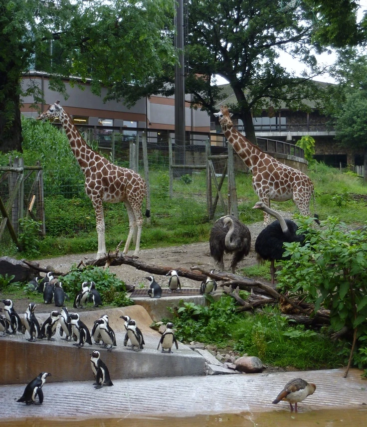 bujumbura-zoo