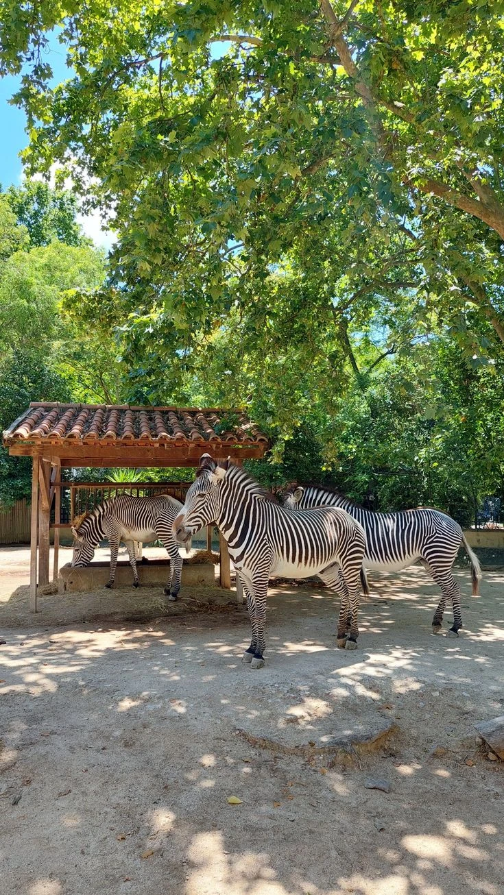 bujumbura-zoo