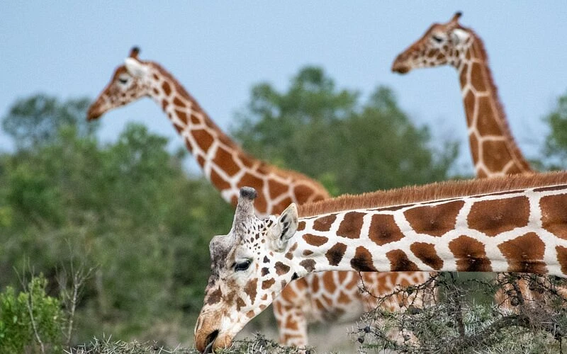 chyulu-hills-national-park