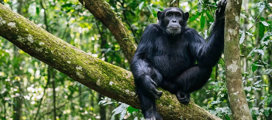 kibira-national-park