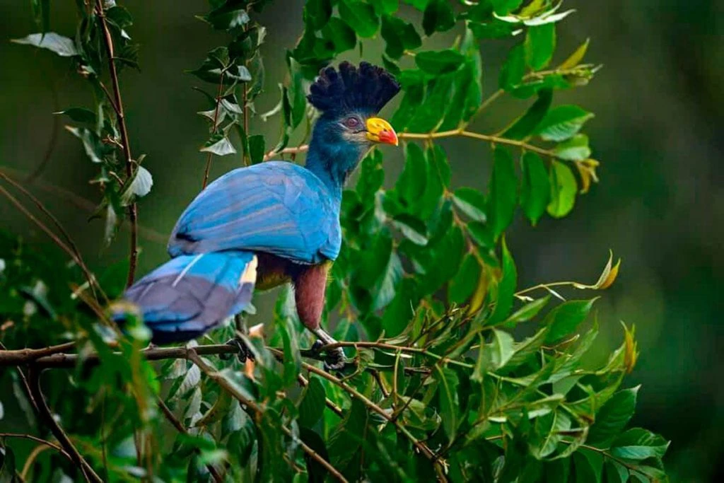kibira-national-park