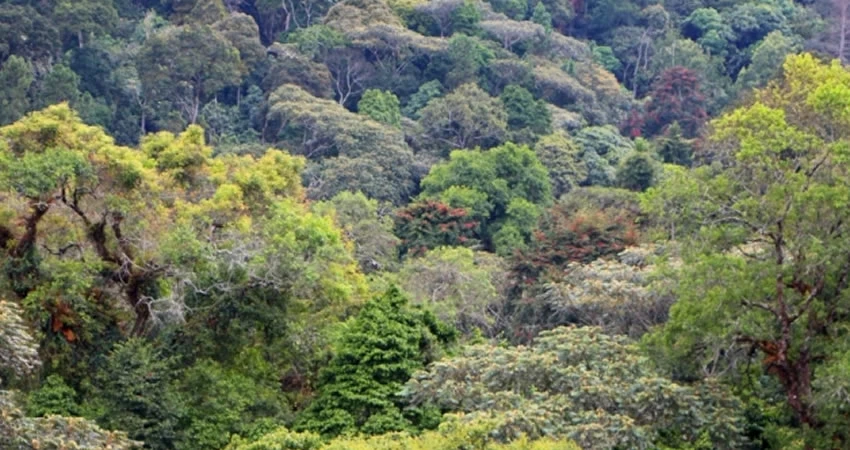 kibira-national-park