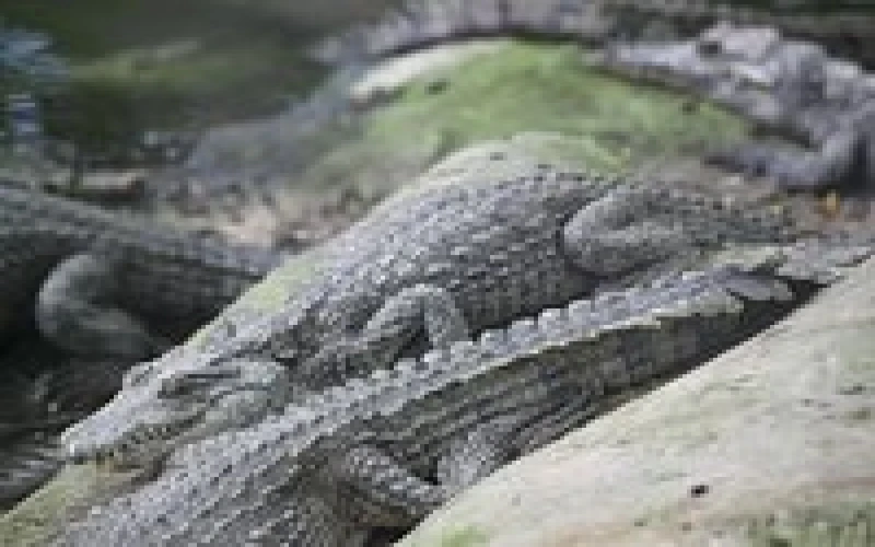 mombasa-marine-park