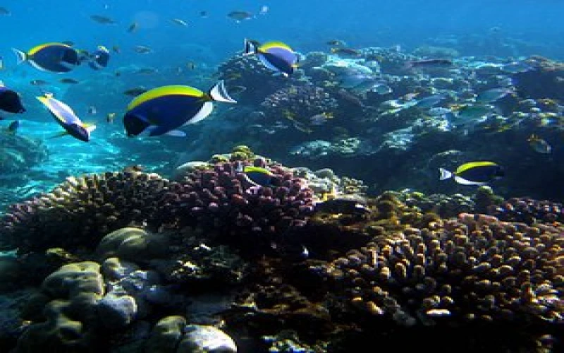 mombasa-marine-park