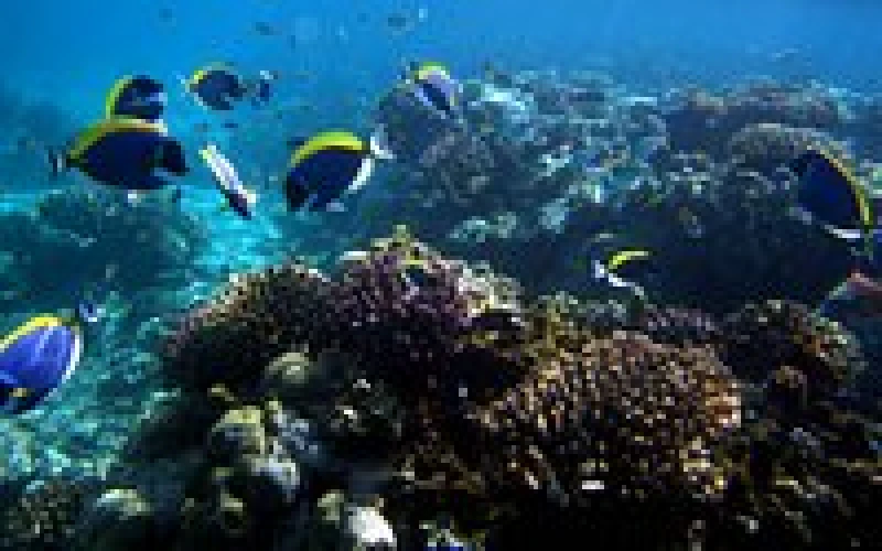 mombasa-marine-park