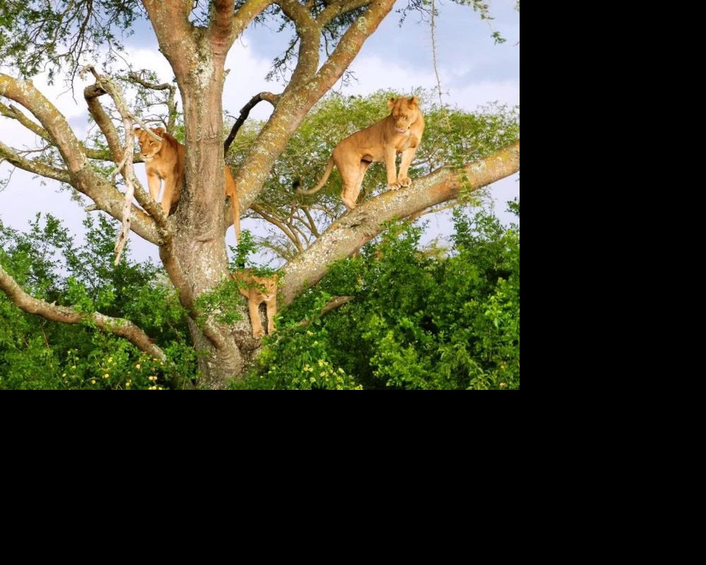 queen-elizabeth-national-park