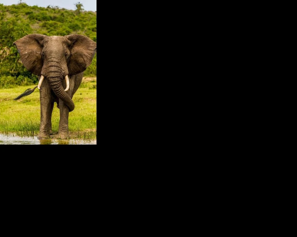 queen-elizabeth-national-park