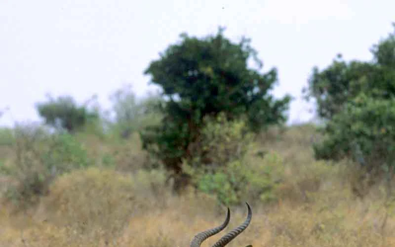 soyian-conservancy
