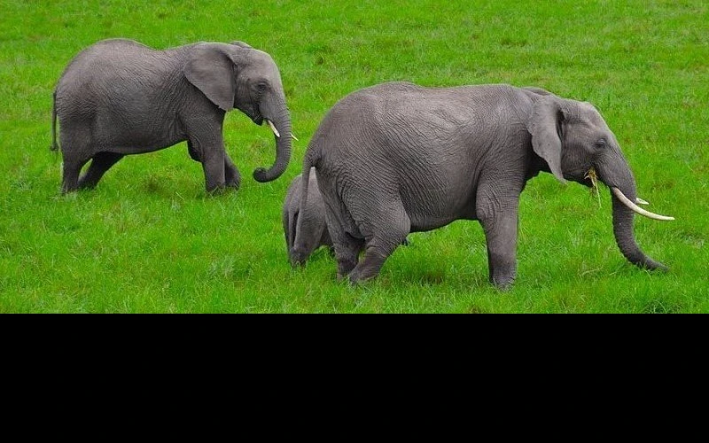 soyian-conservancy