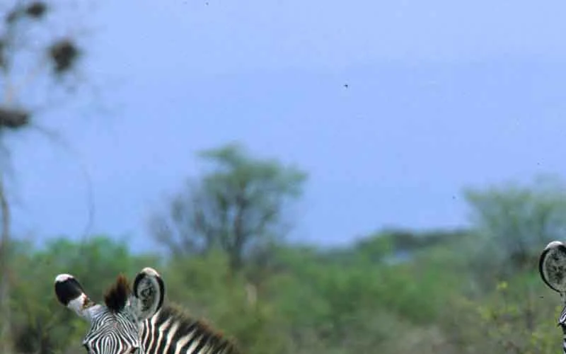soyian-conservancy