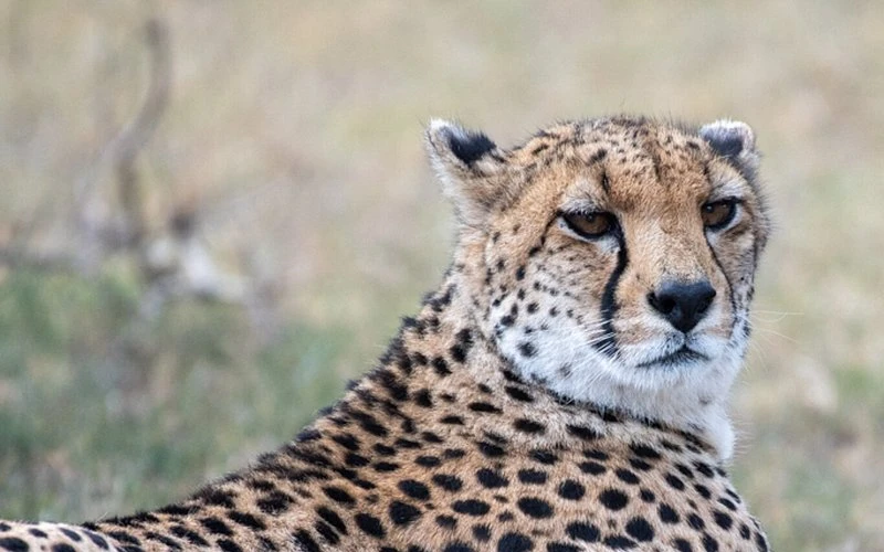 soyian-conservancy