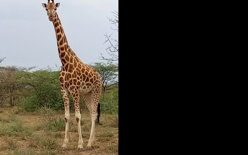 soyian-conservancy
