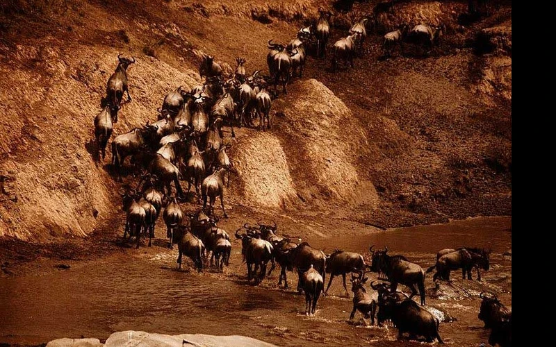 wildbeast-migration