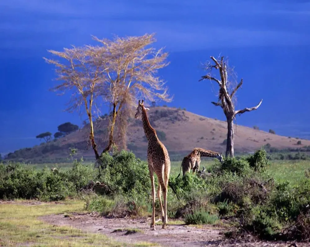 Kenya safari holidays from the UK.