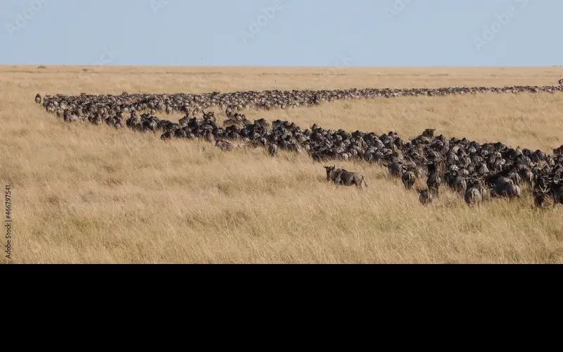  Mother Nature's Spectacle Unveiled in Maasai Mara.