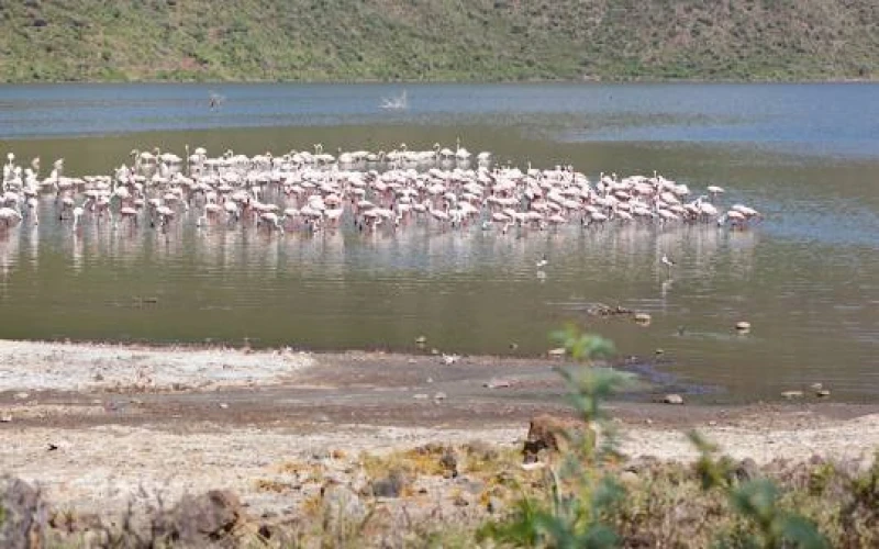 lake-bogoria