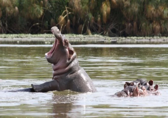 naivasha