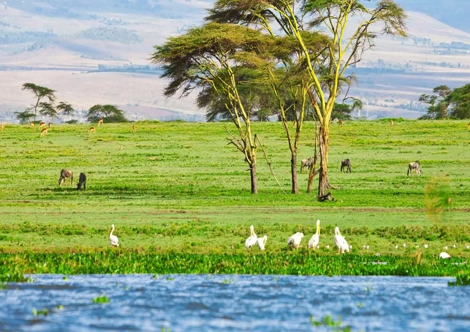 naivasha