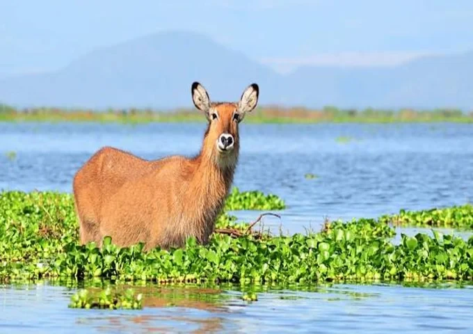 naivasha
