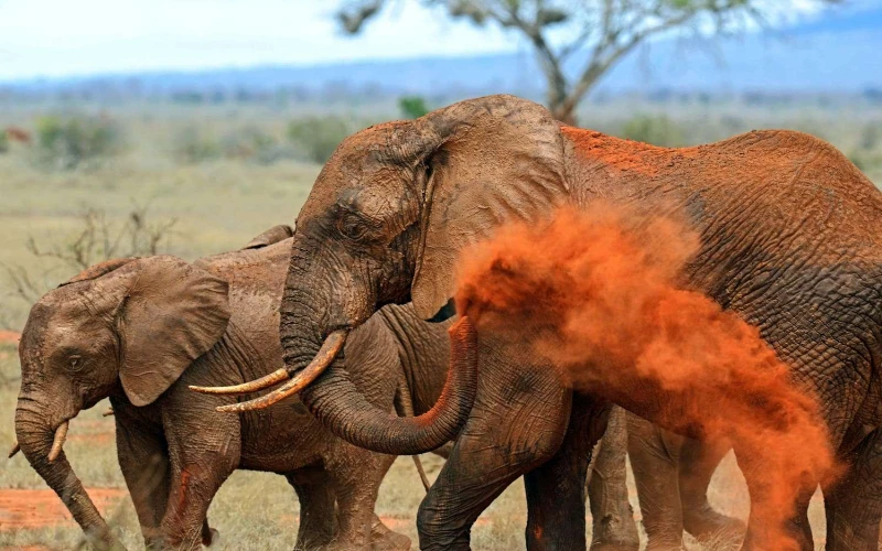 tsavo-east-n-p