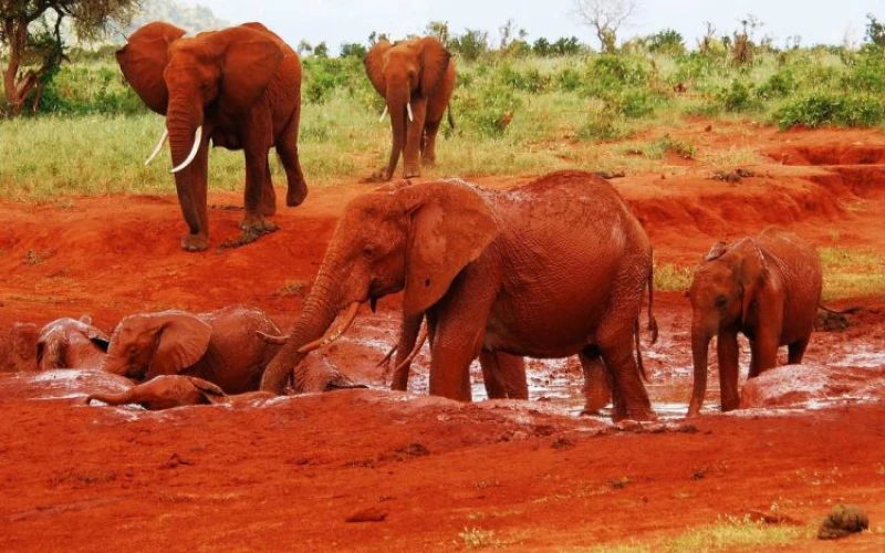 tsavo-east-n-p