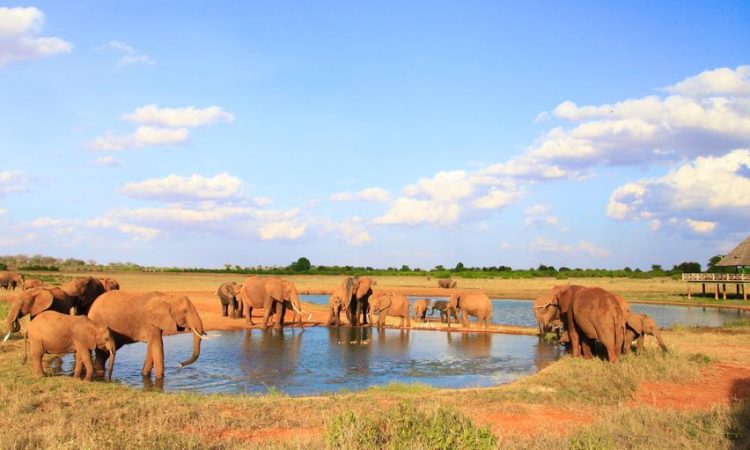 Tsavo East N.P