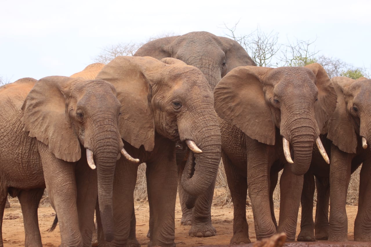 Tsavo West National Park