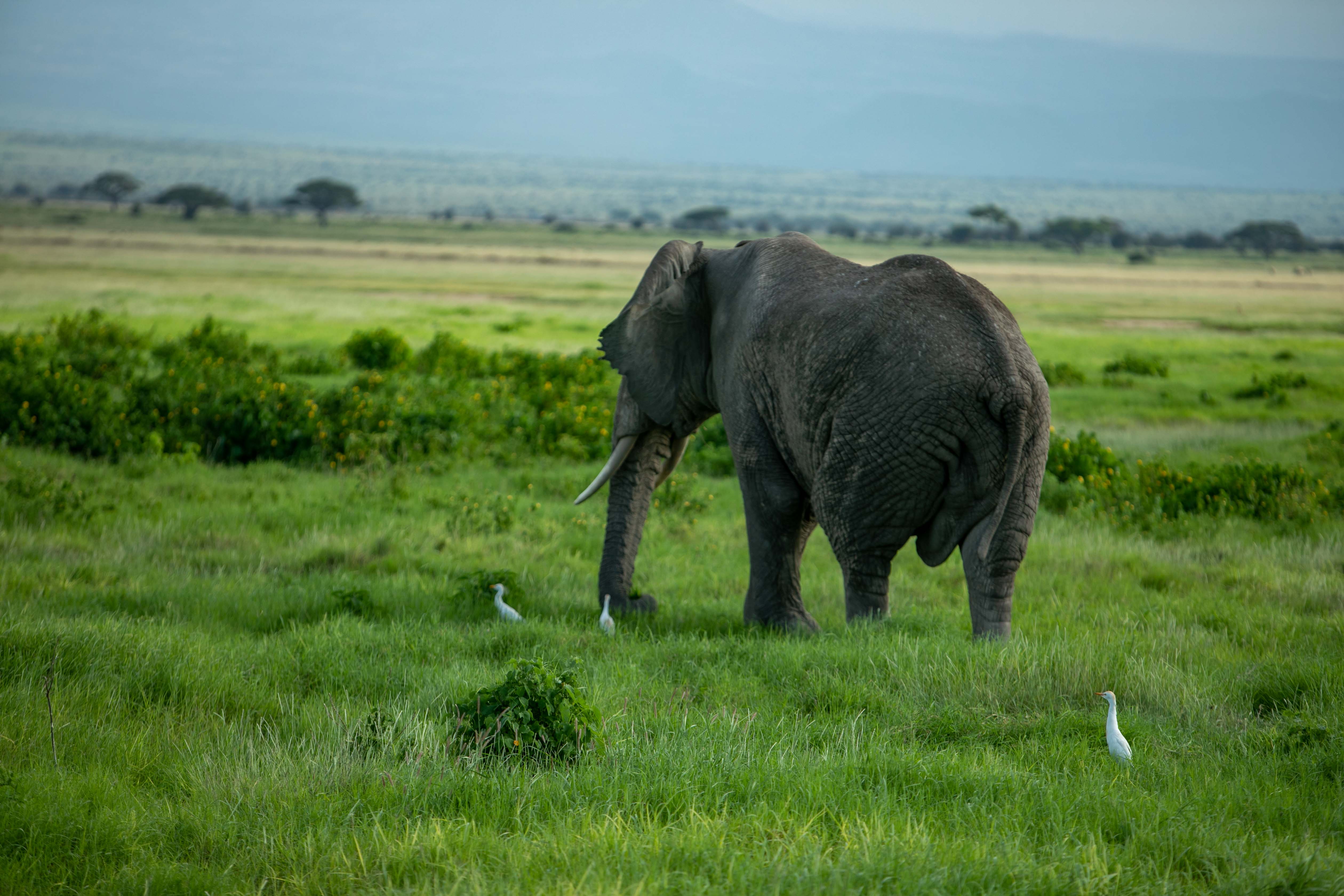 kenya safari