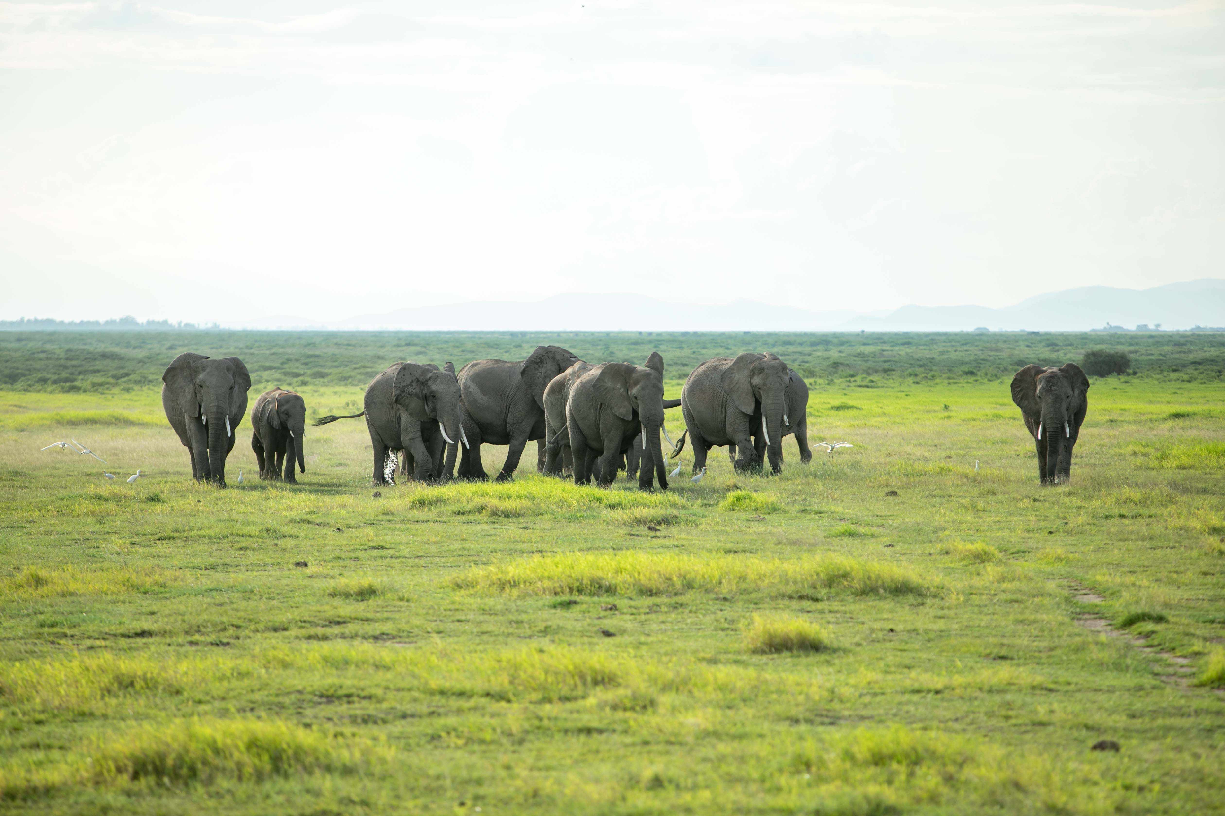 kenya safari