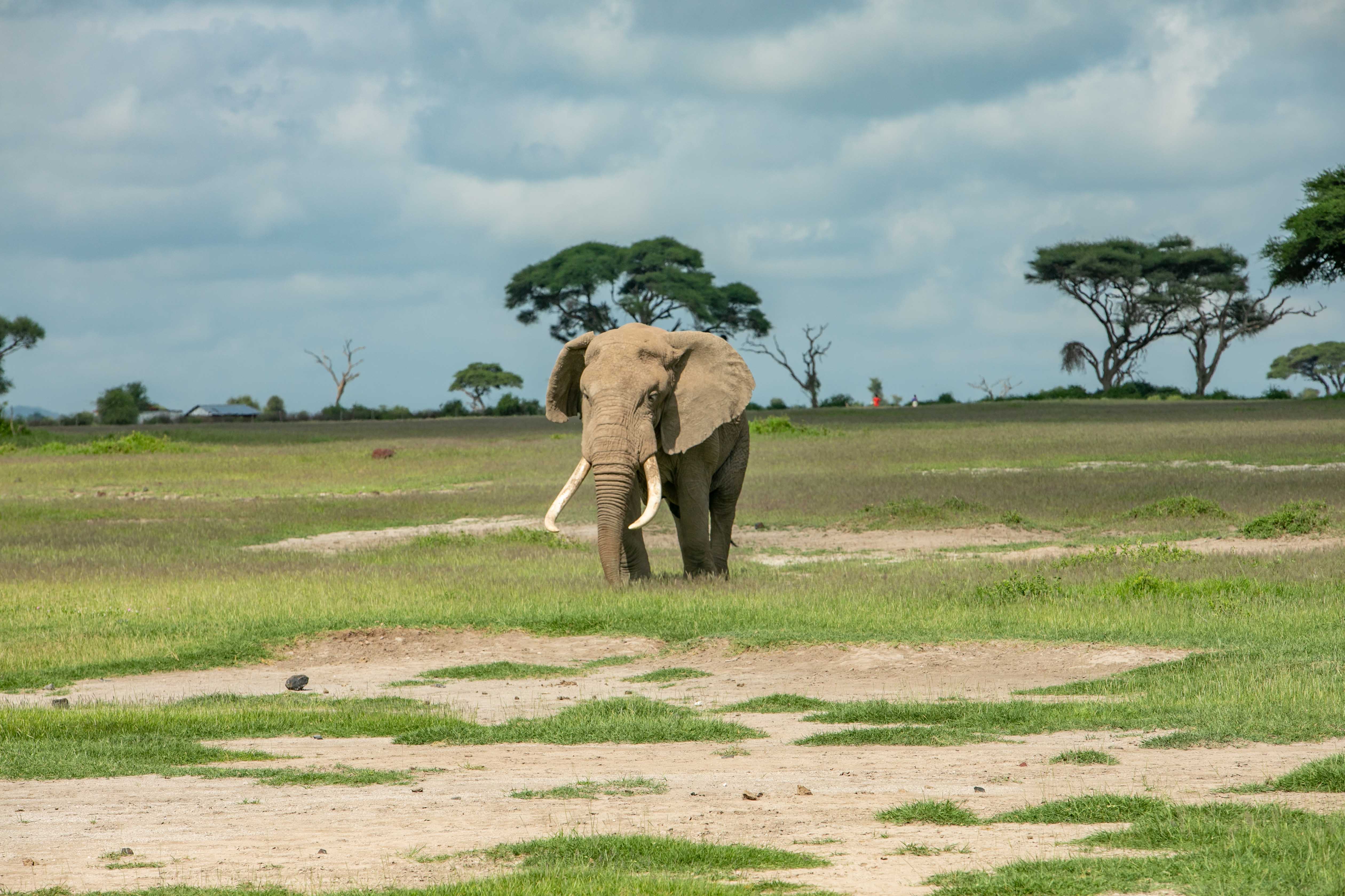 kenya safari