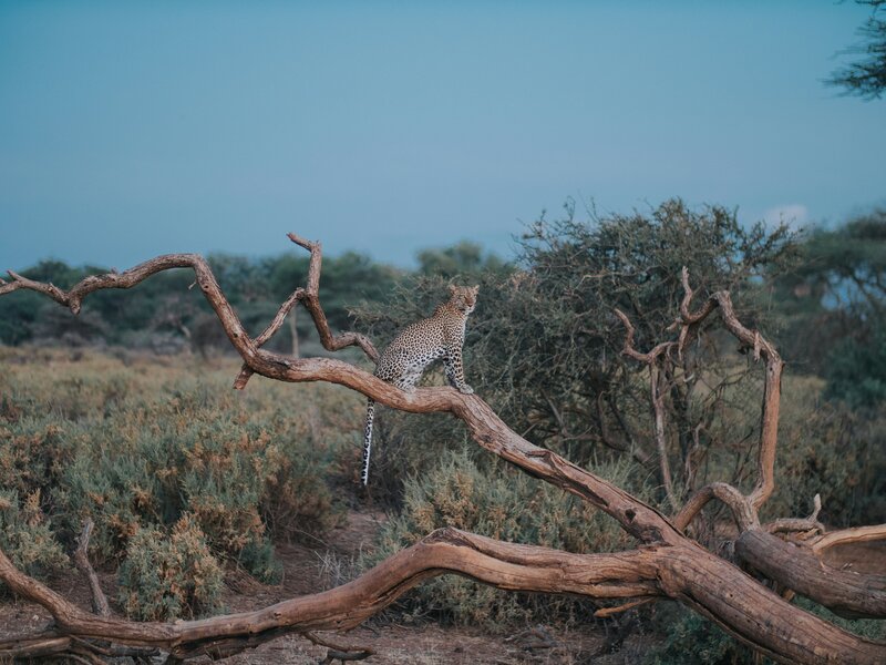 2 Days 1 Night Samburu Fly-in Safari