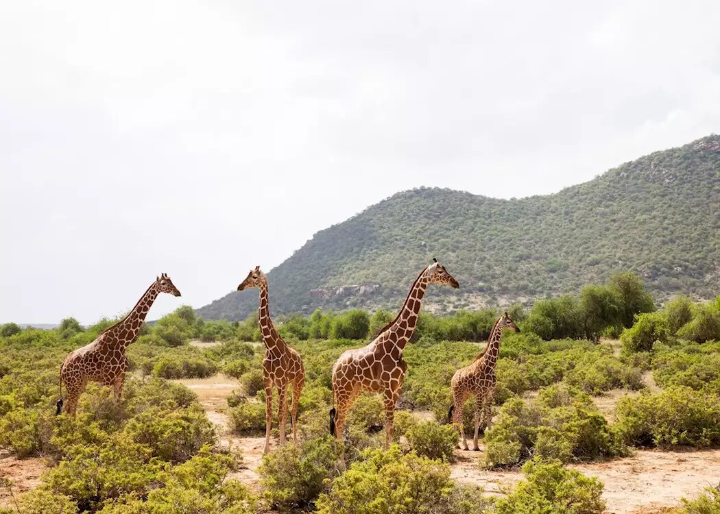 mara sarova safari lodge